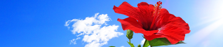 ガルエージェンシー沖縄調査料金